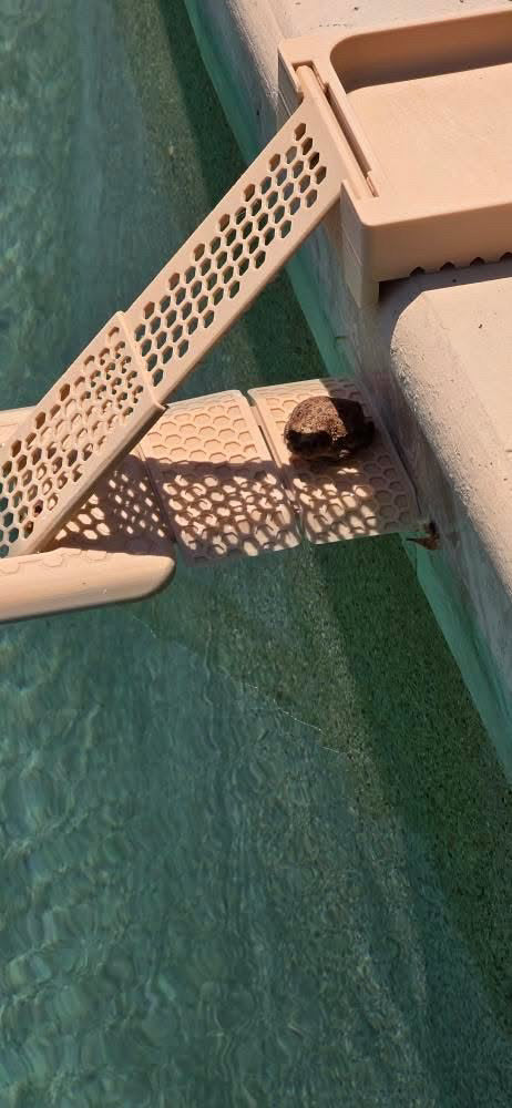 Frod (Frog) Pool Ramp