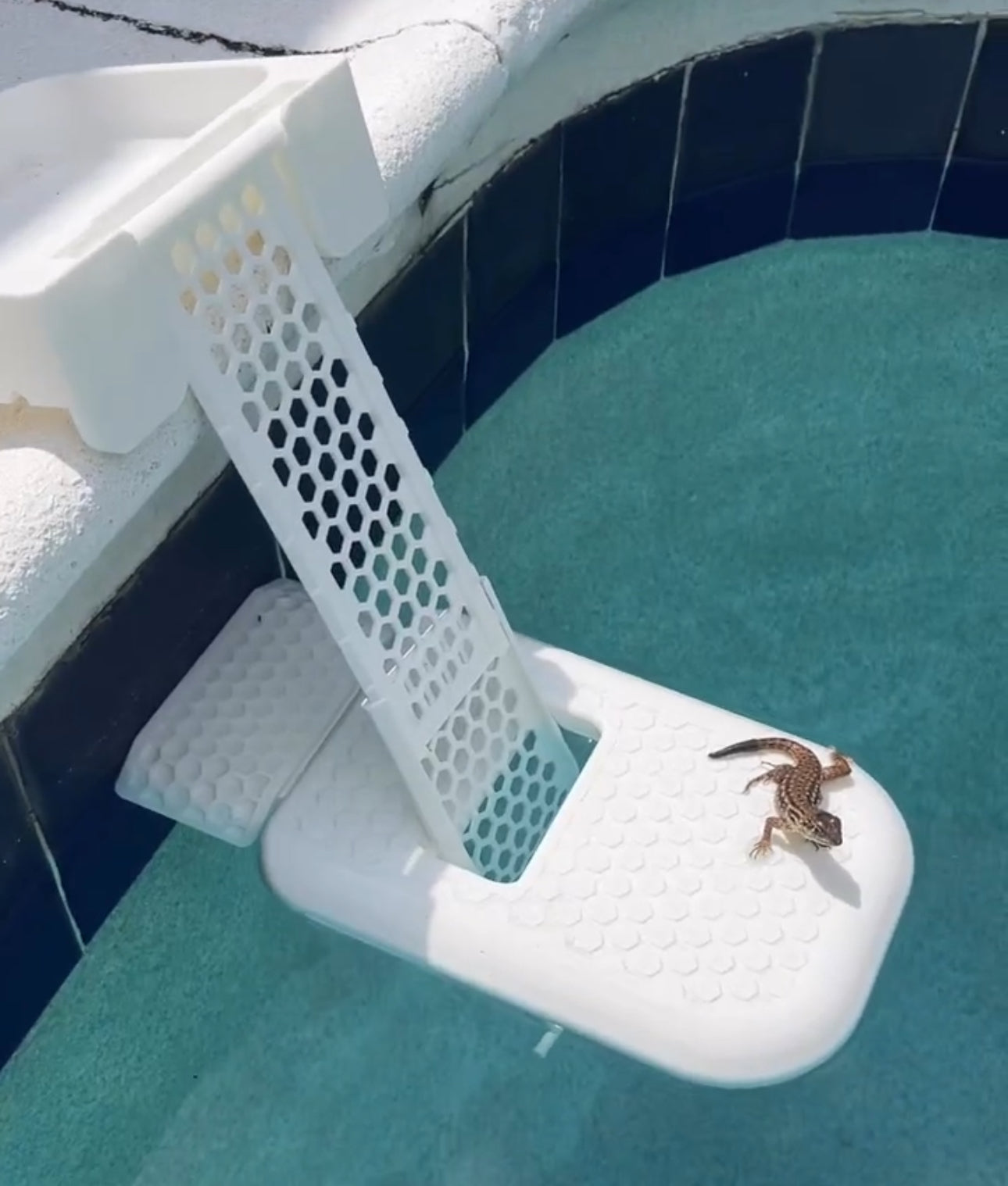 FrodRamp: Frog and Lizard Saving Pool Ramp