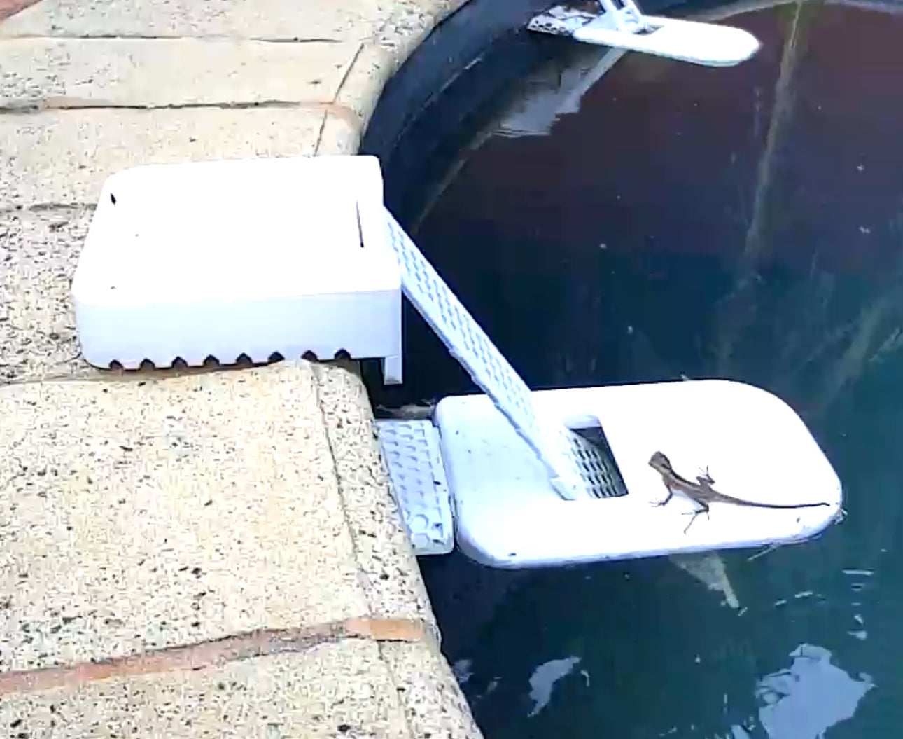 FrodRamp: Frog and Lizard Saving Pool Ramp