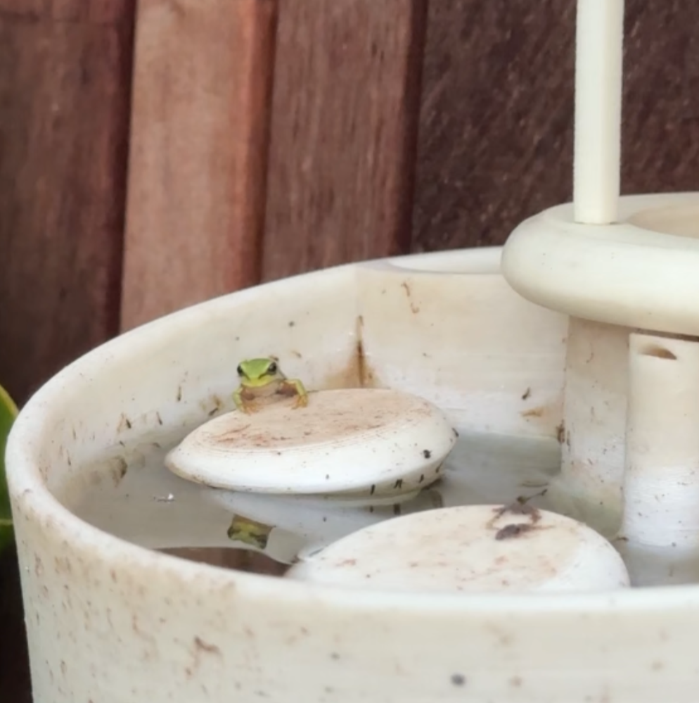 FrodHouse (Frog House)
