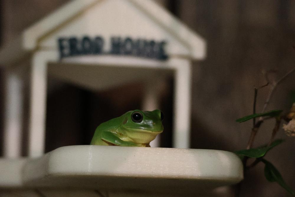 Frog on Frodhouse (frog)