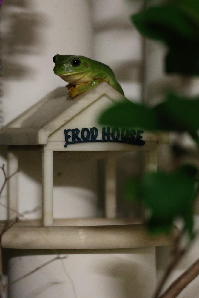 Frog on Frodhouse (frog)
