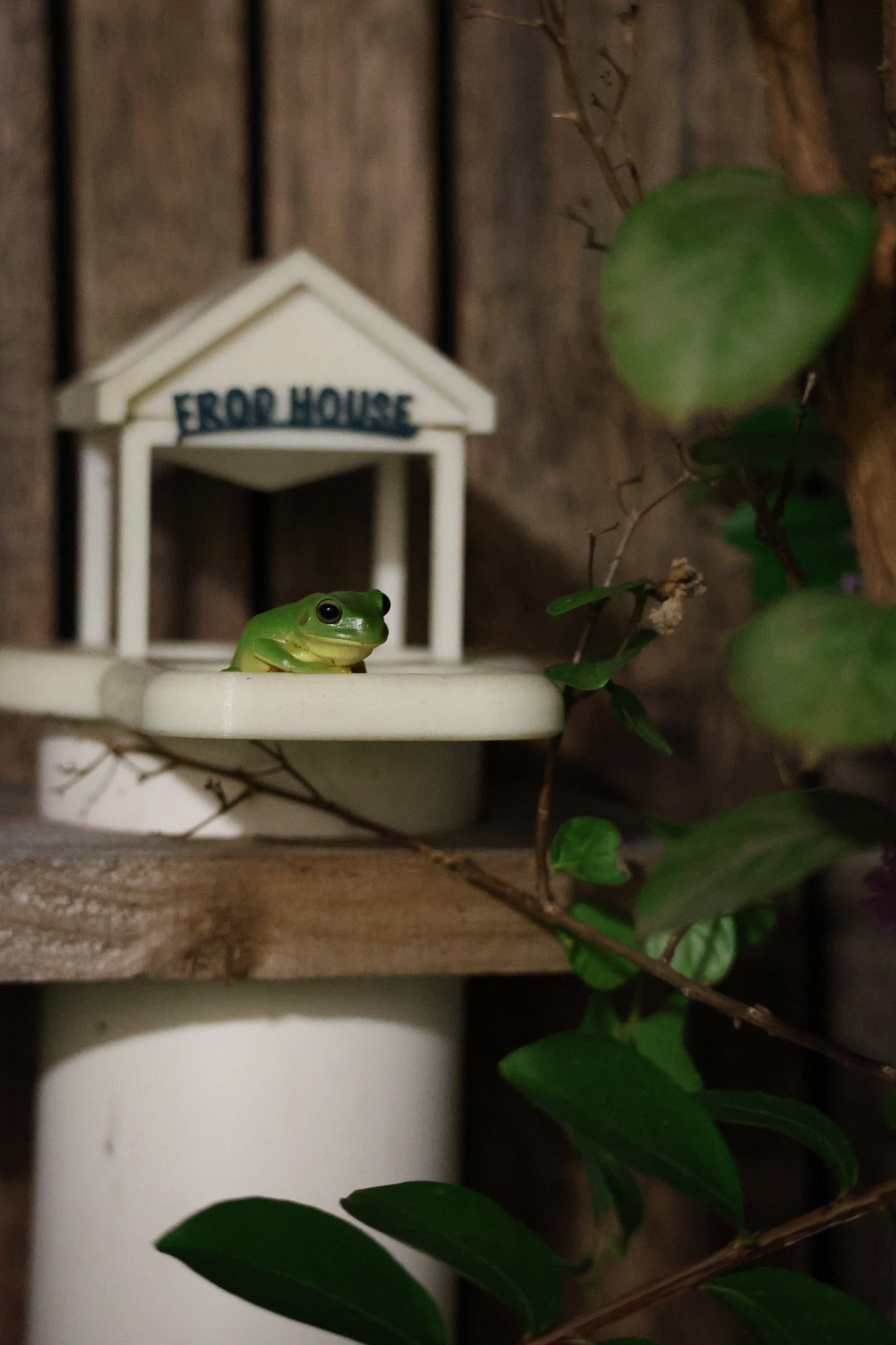 Frog on Frodhouse (frog)