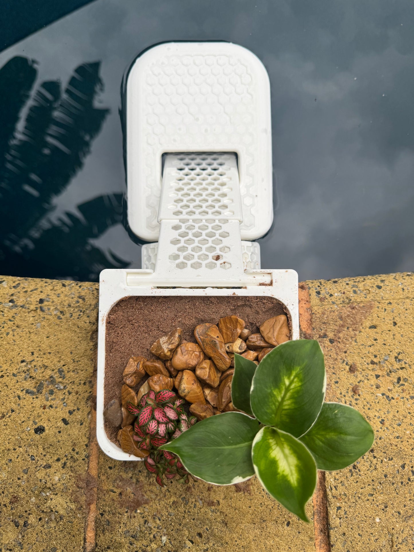 FrodRamp floating platform and textured ramp beside swimming pool edge for small wildlife escape